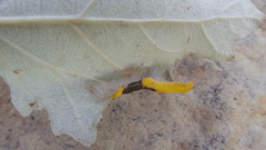 Phyllonorycter pastorella
