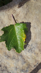 Phyllonorycter pastorella