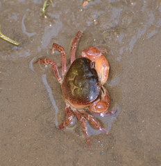 Geothelphusa dehaani