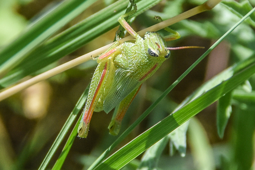 Showy Grasshopper photo 5