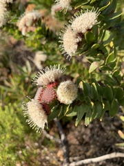 Leucospermum bolusii