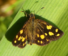 Metisella metis paris