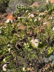 Leucospermum bolusii