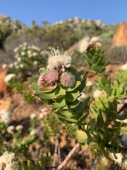Leucospermum bolusii