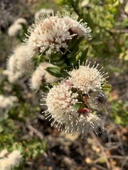 Leucospermum bolusii