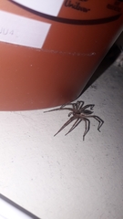 Agelenopsis