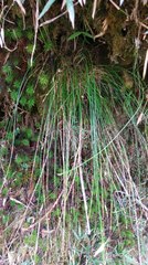 Trichophorum subcapitatum