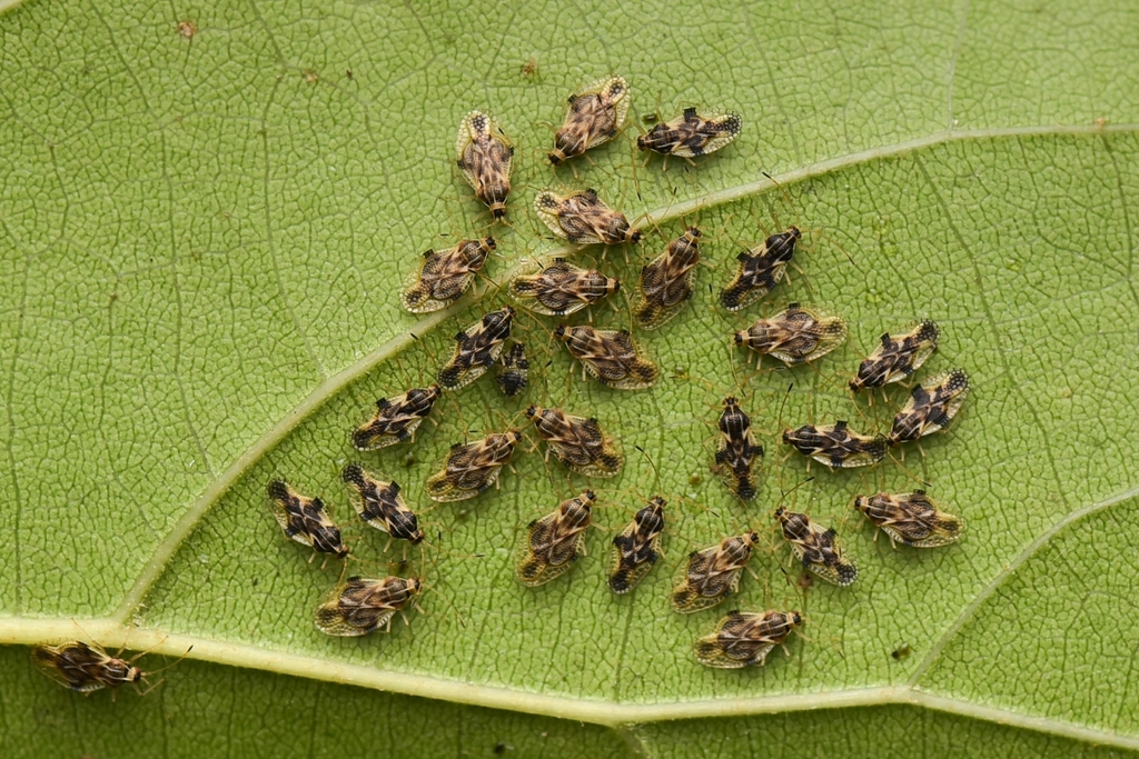 Compseuta lefroyi