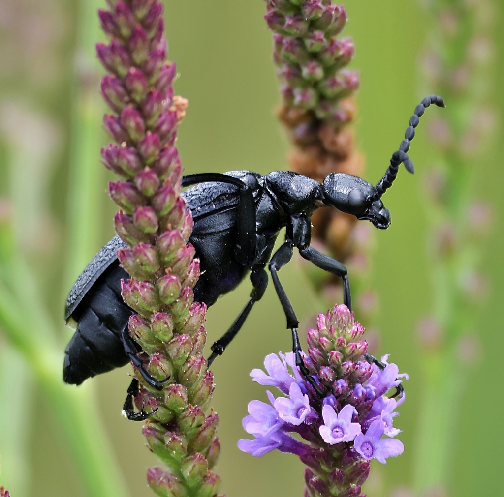 Lytta reticulata