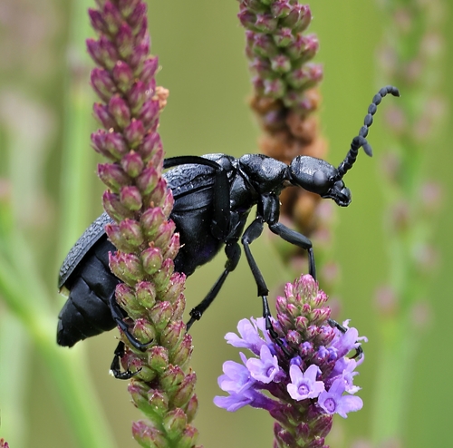 Lytta reticulata