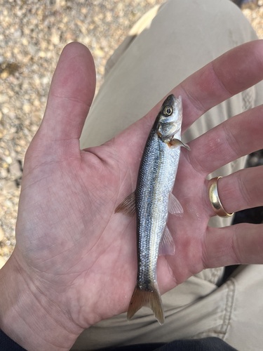 Lake Chub
