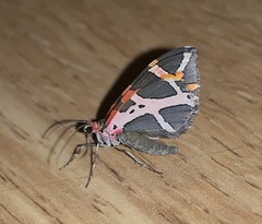 Stamnodes fervefactaria