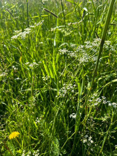 Caraway