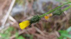 Picris hieracioides morrisonensis