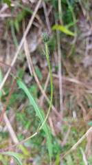 Picris hieracioides morrisonensis