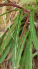 Picris hieracioides morrisonensis