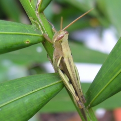 Stenocatantops splendens