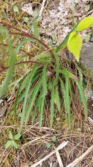 Picris hieracioides morrisonensis