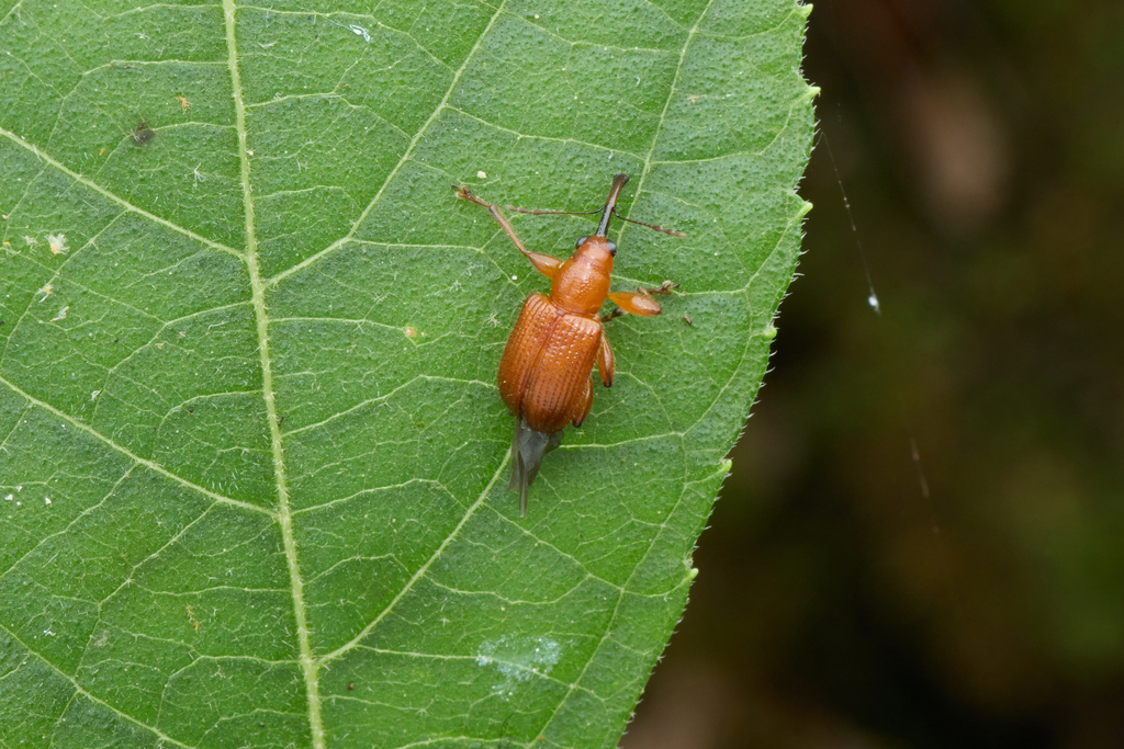 Elautobius