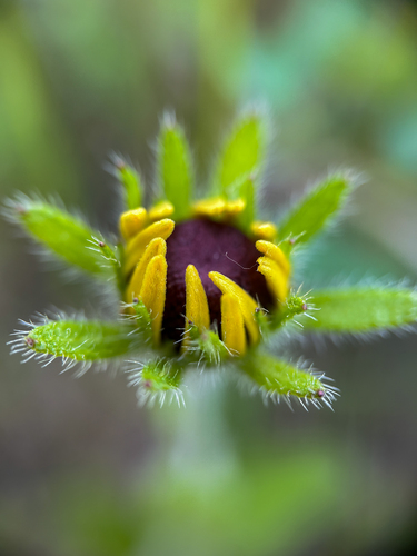 black-eyed Susan