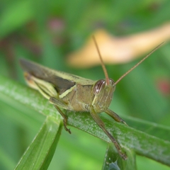 Stenocatantops splendens