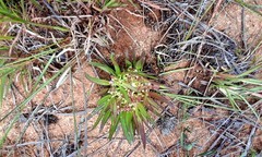 Polygala welwitschii
