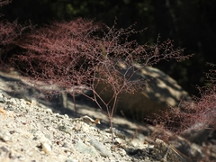 Eriogonum apiculatum