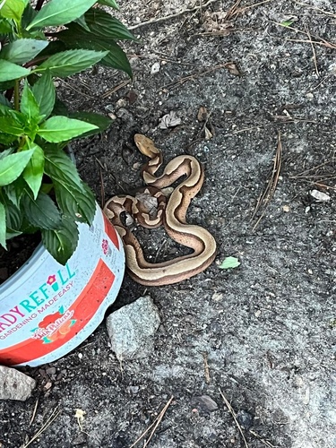 Eastern Copperhead photographed in Missouri