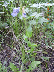 Penstemon cyaneus