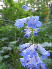 Penstemon cyaneus