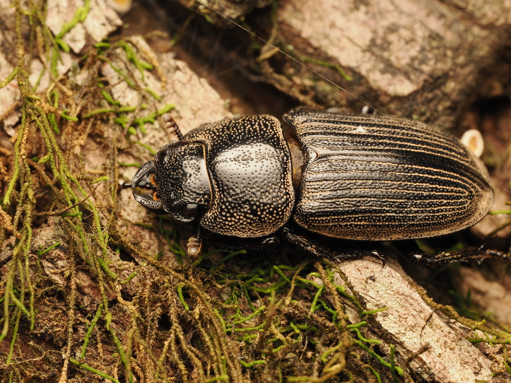 Aegus callosilatus from 中國浙江省杭州市臨安市 on July 21, 2025 at 08:06 PM by ...
