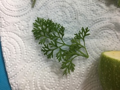 Tracheophyta
