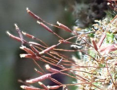 Syntrichia montana