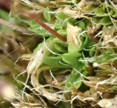 Syntrichia montana