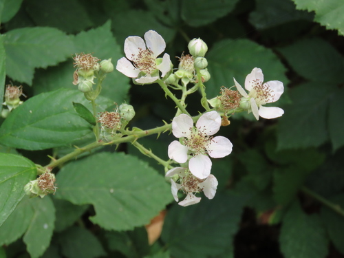 Himalayan Giant Blackberry (Rubus procerus)