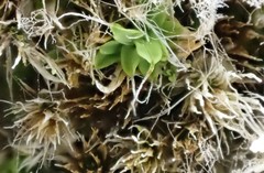Syntrichia montana