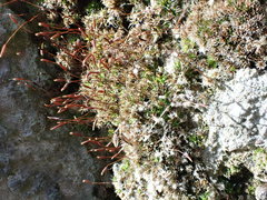 Syntrichia montana