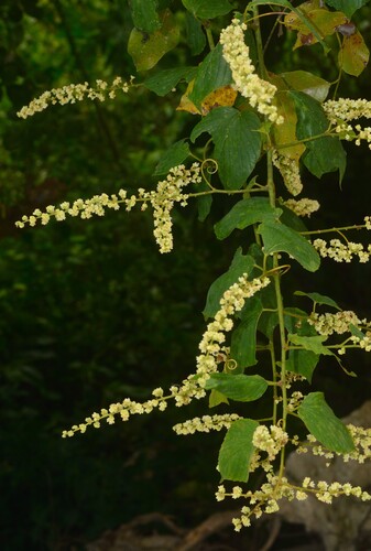 Gouania obtusifolia observed 2025-05-03