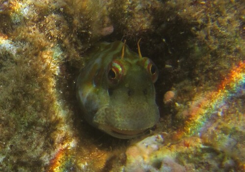Blenniella paula