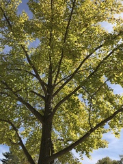 Ginkgo biloba