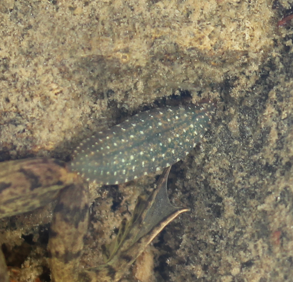 Desserobdella picta