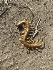 Scolopendra aztecorum