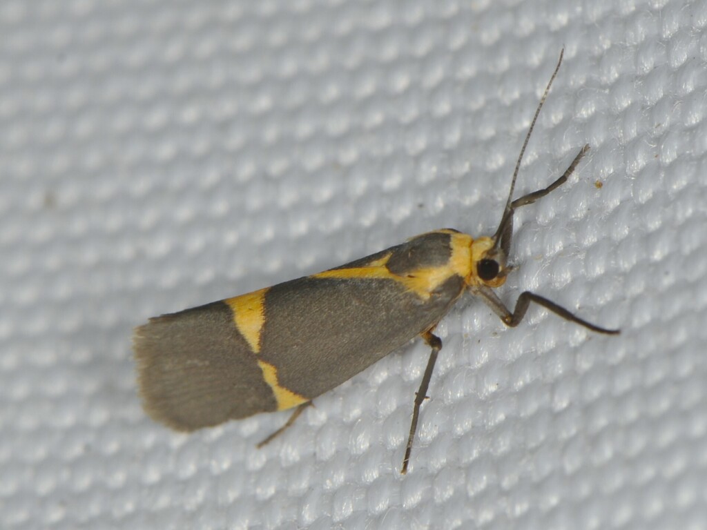 Thin-banded Lichen Moth