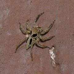 Plexippus petersi