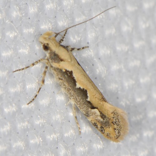 Moth photo 5