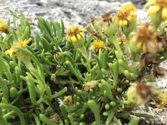 Limbarda crithmoides longifolia