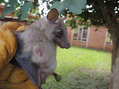 Epomophorus labiatus