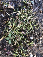 Eleocharis flavescens