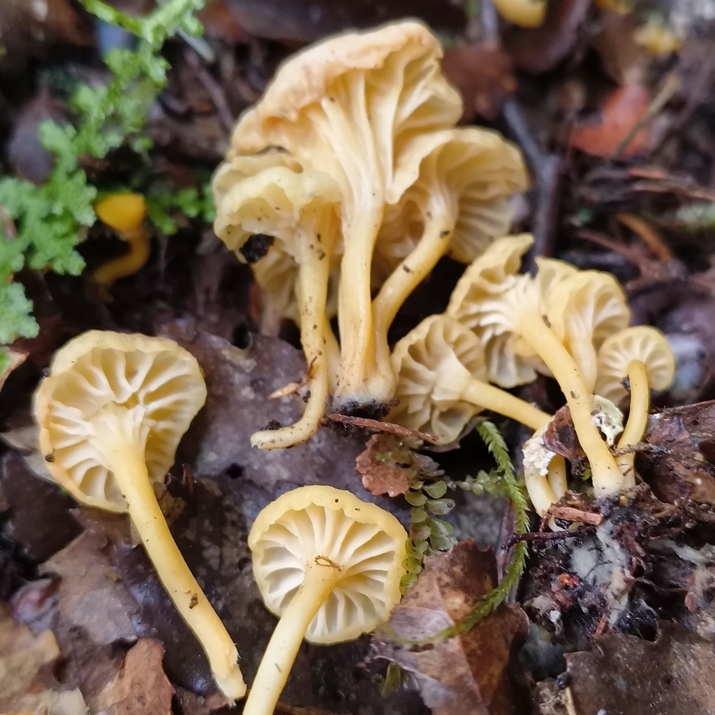 Cantharellus wellingtonensis · July 2025 · photo: © zedt (iNaturalist, cc-by)