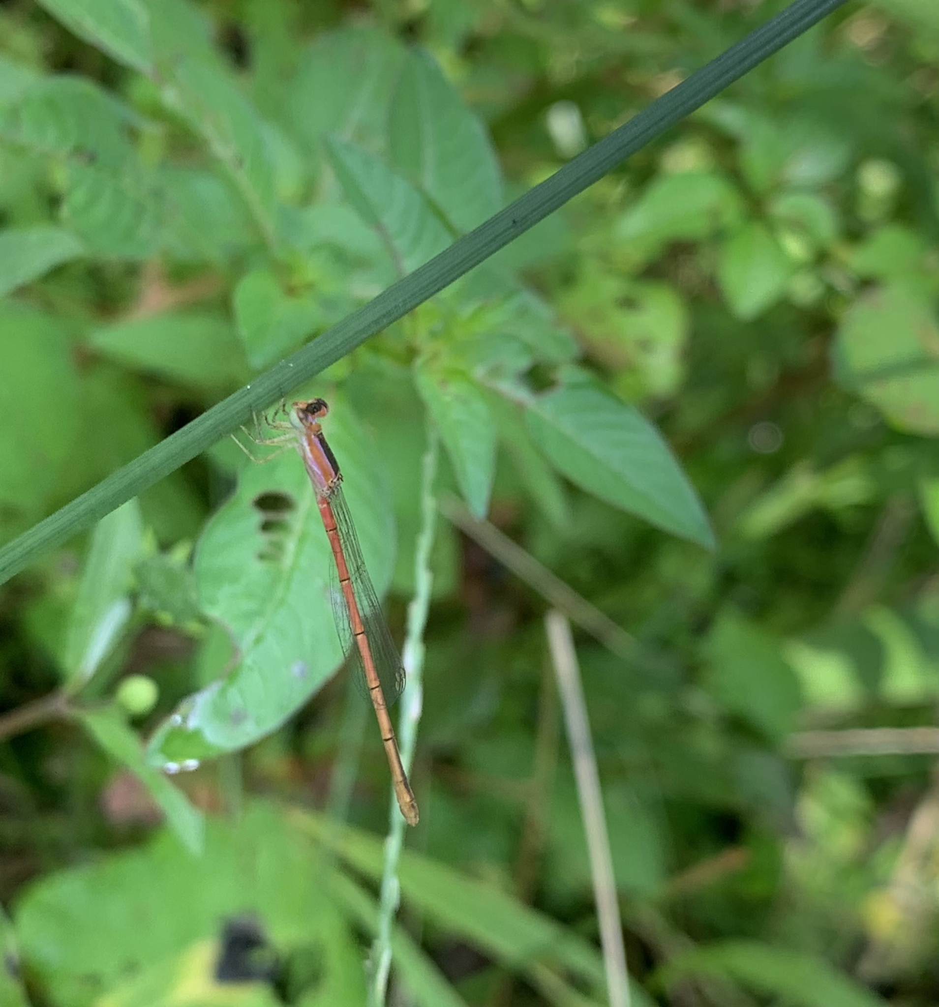 Pygmy Dartlet